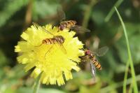 Episyrphus balteatus