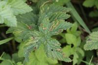 Dasineura ulmaria