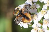 Ectophasia crassipennis