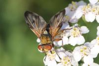 Ectophasia crassipennis