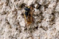 Callicera