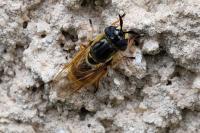 Callicera