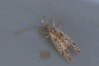 Micromus variegatus