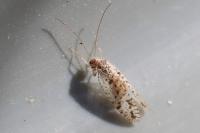 Micromus variegatus