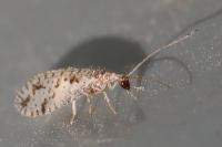 Micromus variegatus