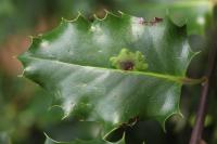 Phytomyza ilicis