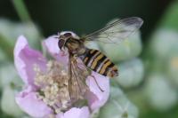 Episyrphus balteatus