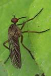 Empis livida