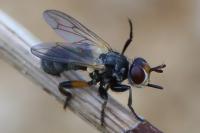 Thecophora