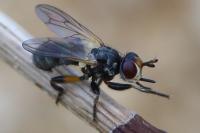 Thecophora