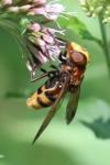 Volucella zonaria