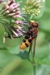 Volucella zonaria