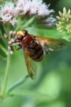 Volucella zonaria
