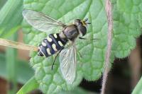 Eupeodes luniger