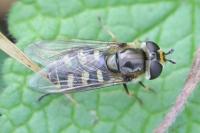 Eupeodes luniger