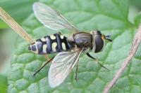 Eupeodes luniger