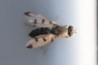 Geomyza