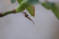 Chironomus