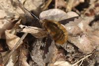 Bombylius major