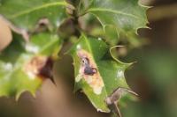 Phytomyza ilicis