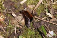 Bombylius discolor