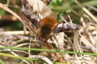 Bombylius major