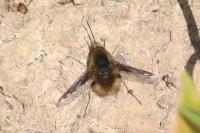 Bombylius major