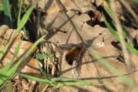 Bombylius discolor