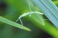 Clonopsis gallica
