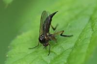 Empis nigritarsis