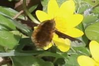 Bombylius major
