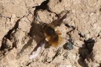 Bombylius major