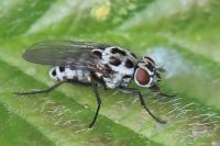 Anthomyia pluvialis
