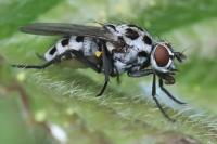 Anthomyia pluvialis