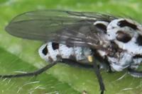 Anthomyia pluvialis