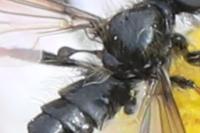 Bibio lanigerus