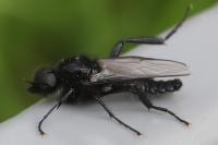Bibio marci