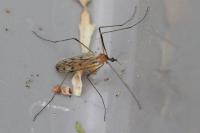 Limonia nigropunctata