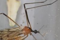 Limonia nigropunctata