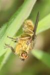 Scathophaga stercoraria