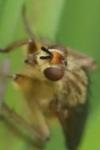 Scathophaga stercoraria