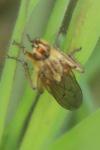 Scathophaga stercoraria