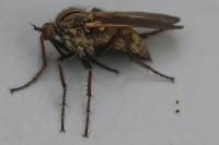 Empis tessellata