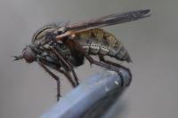 Empis tessellata