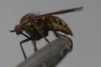Empis tessellata