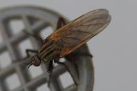 Empis tessellata
