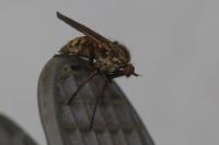 Empis tessellata