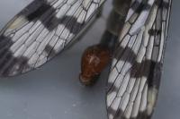 Panorpa communis