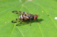 Otites porcus