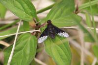 Hemipenthes morio
